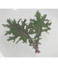 semillas de kale rojo ruso 