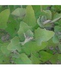 huauzontle (Chenopodium berlandieri) semillas ecológicas