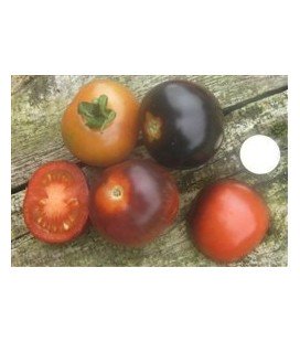 tomate Indigo Rose (semillas ecológicas)