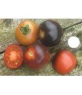 tomate Indigo Rose (semillas ecológicas)