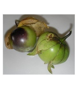 Physalis philadelphica purpura - semillas ecológicas
