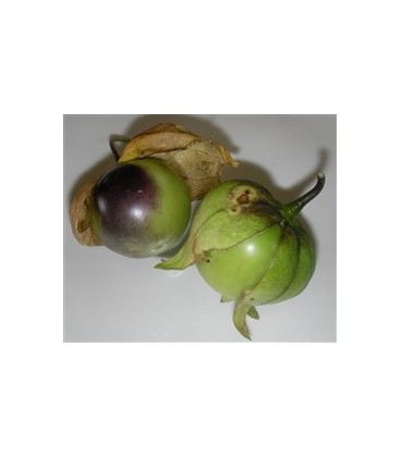 Physalis philadelphica purpura - semillas ecológicas