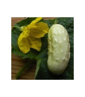 pepino blanco miniatura (semillas ecológicas)