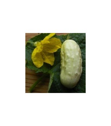 pepino blanco miniatura (semillas ecológicas)