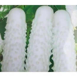 planta de pepino blanco 