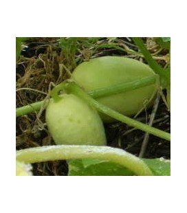 pepino crystal apple (semillas ecológicas)