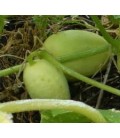 pepino crystal apple (semillas ecológicas)