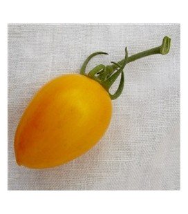 tomate blush (semillas ecológicas)