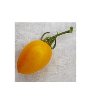 tomate blush (semillas ecológicas)