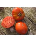 tomate Aurora (semillas ecológicas)