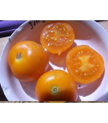 tomate sungella (semillas ecológicas)
