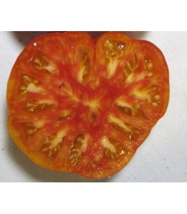 tomate northern lights (semillas ecológicas)