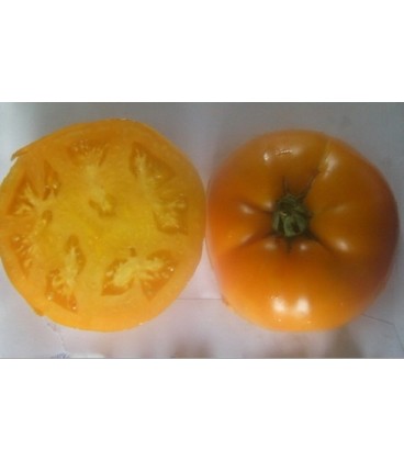 tomate persimmon (semillas ecológicas)