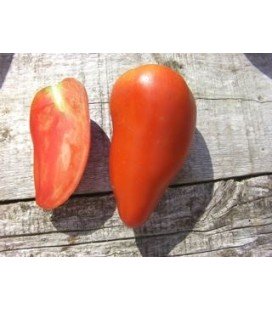 tomate federle (semillas ecológicas)