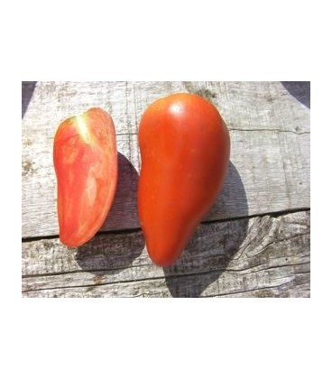 tomate federle (semillas ecológicas)