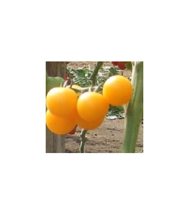 tomate tangidel (semillas ecológicas)
