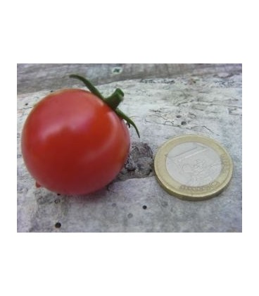 tomate tumbling jester (semillas no tratadas)