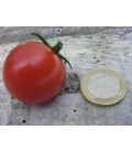 tomate tumbler (semillas ecológicas)