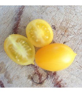 tomate teardrop (semillas ecológicas)