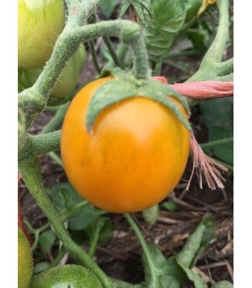 tomate ida gold (semillas ecológicas)