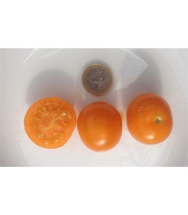 tomate sungold select (semillas ecológicas)