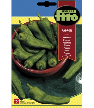 semillas pimiento padron