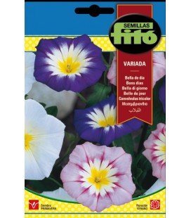 bella de dia variada