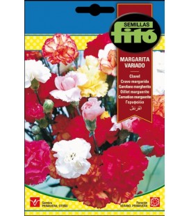 Clavel margarita Variado