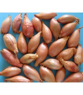 bulbos de cebolla dorada de Parma - ecológico