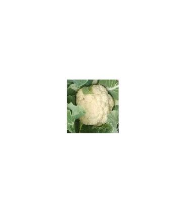 plantel de coliflor