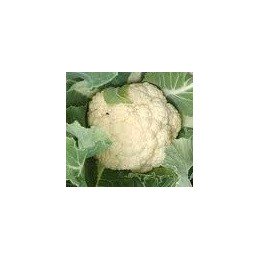 plantel de coliflor tardia (120 días)