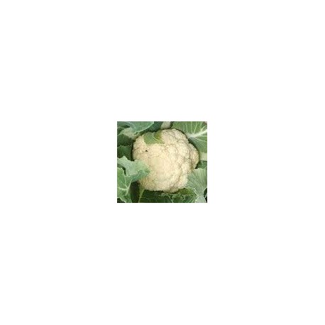 plantel de coliflor tardia (120 días)