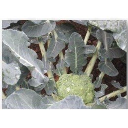 plantel de brocoli