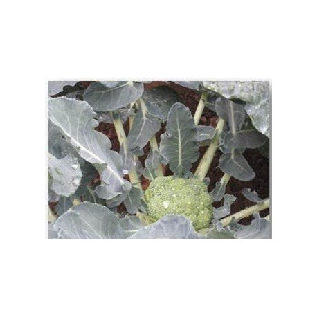 plantel de brocoli