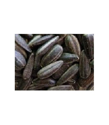 girasol para germinados (semillas ecológicas)