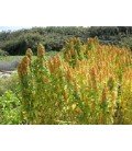 quinoa temuco (semillas ecológicas)