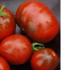 semillas tomate Nyagous