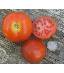 tomate moneymaker (semillas ecológicas)