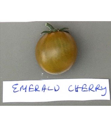 tomate emerald cherry (semillas ecológicas)