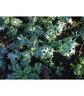 kale tough mother (semillas ecológicas)