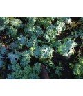 kale tough mother (semillas ecológicas)