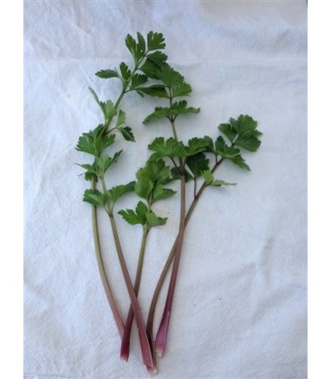 apio de hoja roja (semillas ecológicas)