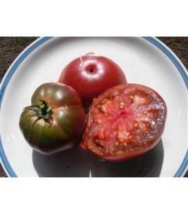 tomate black russian - semillas
