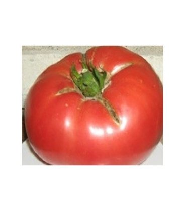 semillas de tomate gigante de Siria