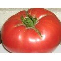 tomate gigante de Siria