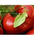 tomate brandywine sudduth´s strain - semillas no tratadas
