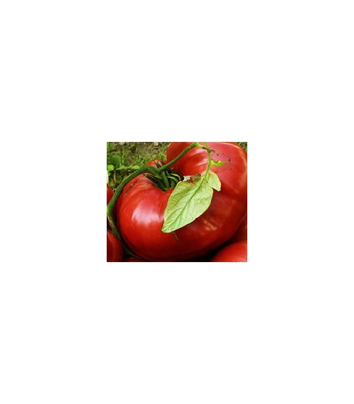 https://planetasemilla.es/2678-thickbox_default/tomate-brandywine-sudduth-strain-semillas-no-tratadas.jpg
