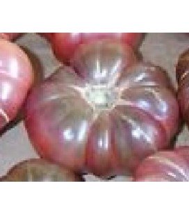plantel de tomate Purple Calabash