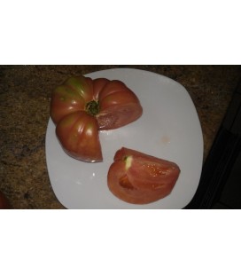 plantel de tomate gordón murciano