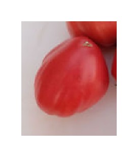 plantel de tomate huevo de toro